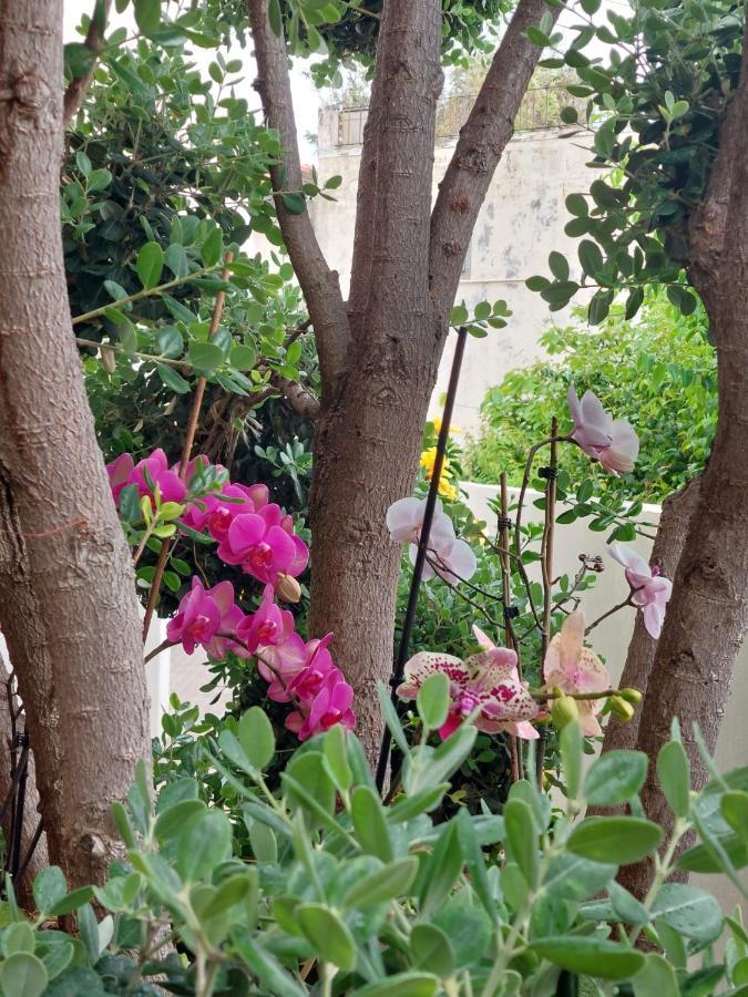 Casa D' Avo Zeza Daire Jardim do Mar Dış mekan fotoğraf